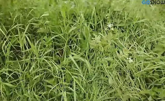 Outdoor Blowjob Sessions and Deep Throat Pleasures